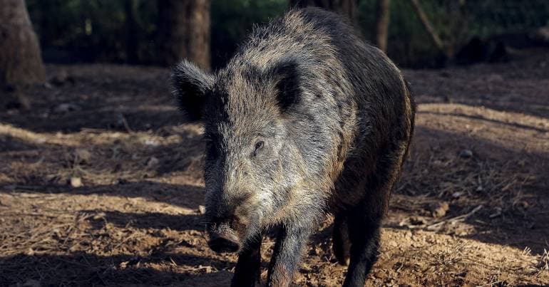 Government launches support for wild boar control