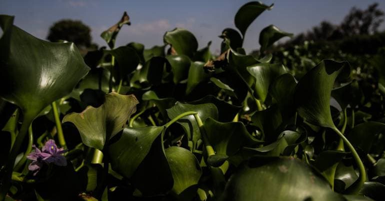 Famalicão begins removal of water hyacinth in the Ave River