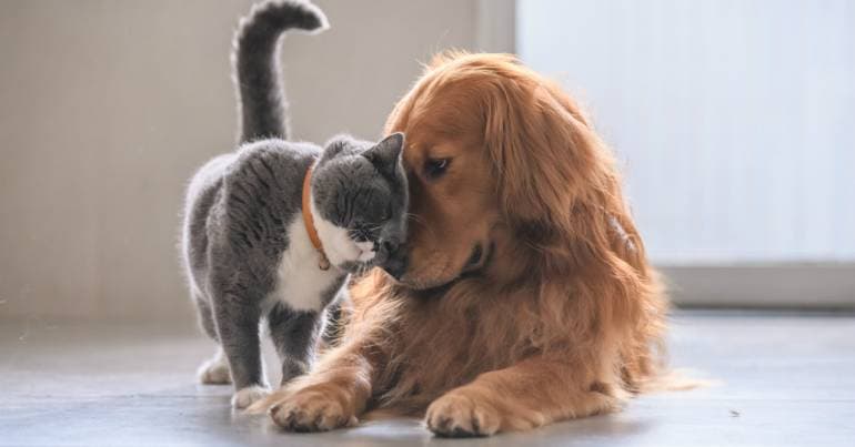 Lisbon City Council approves reappointment of current Animal Ombudsman