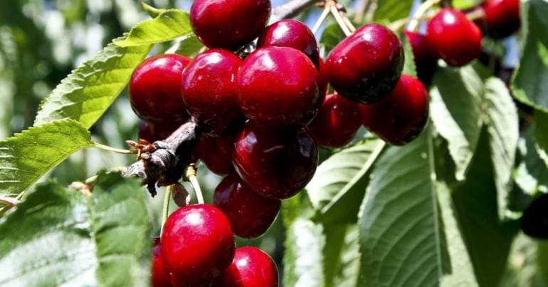Guarda Polytechnic leads project to protect cherries