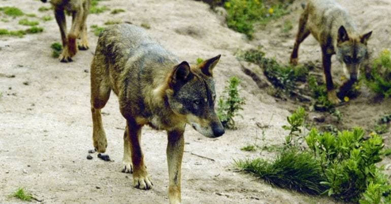 Dogs reduced losses in herds caused by wolves