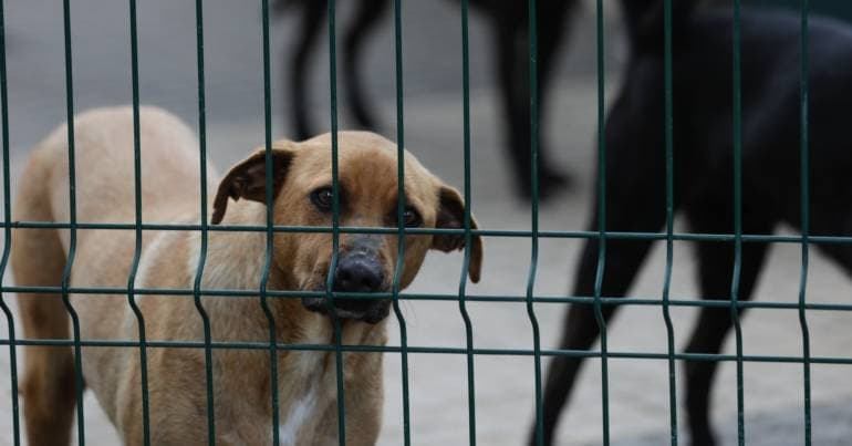 One thousand dogs in Azores shelters, some for 12 years