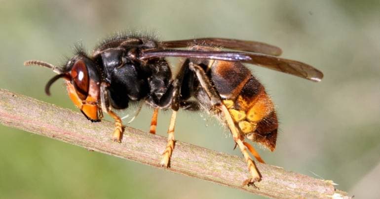 Cantanhede: 793 wasp nests destroyed in 2025