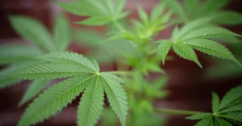 Portugal's Judiciary Police (PJ) dismantle cannabis production and detain suspect