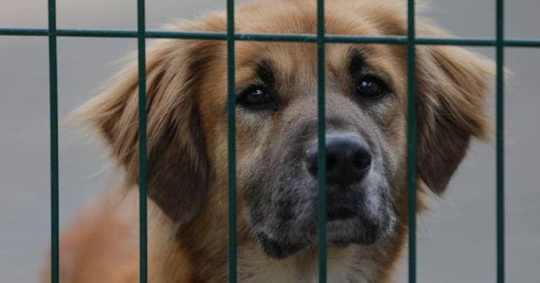 Idanha-a-Nova triples animal adoptions