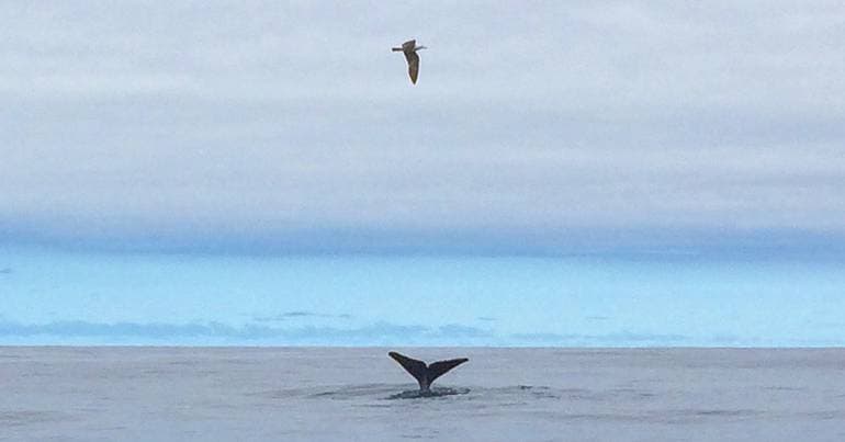 ICNF attempts to remove minke whale stranded in Arrábida