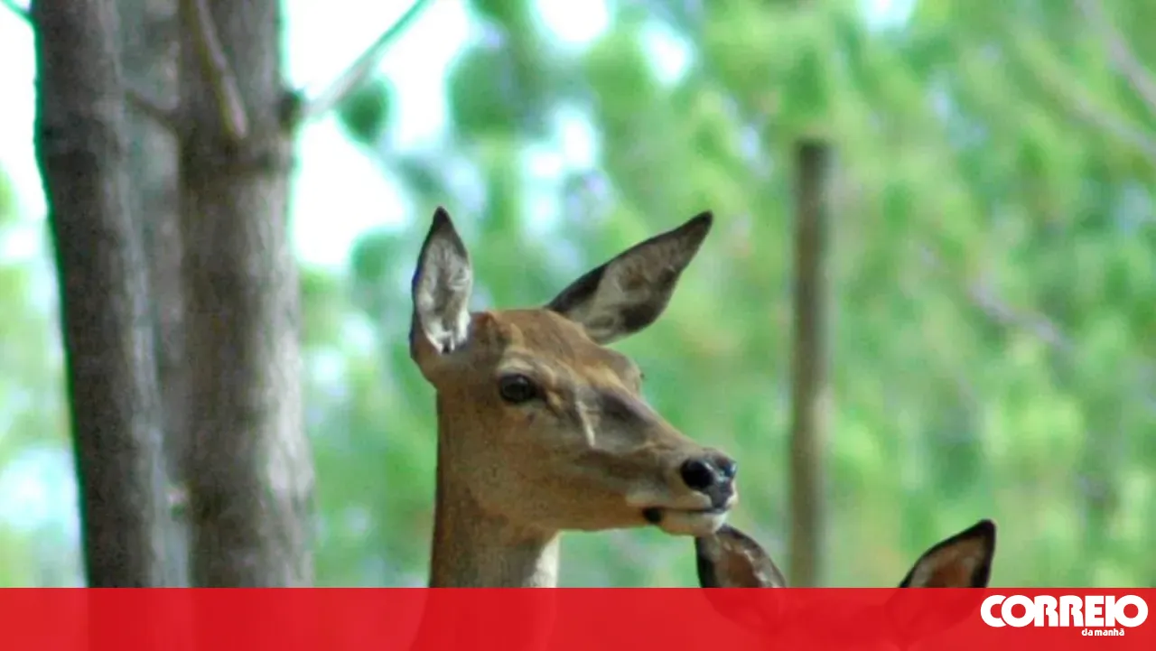 ICNF authorises new deer culling request after chestnut groves destroyed in Bragança village