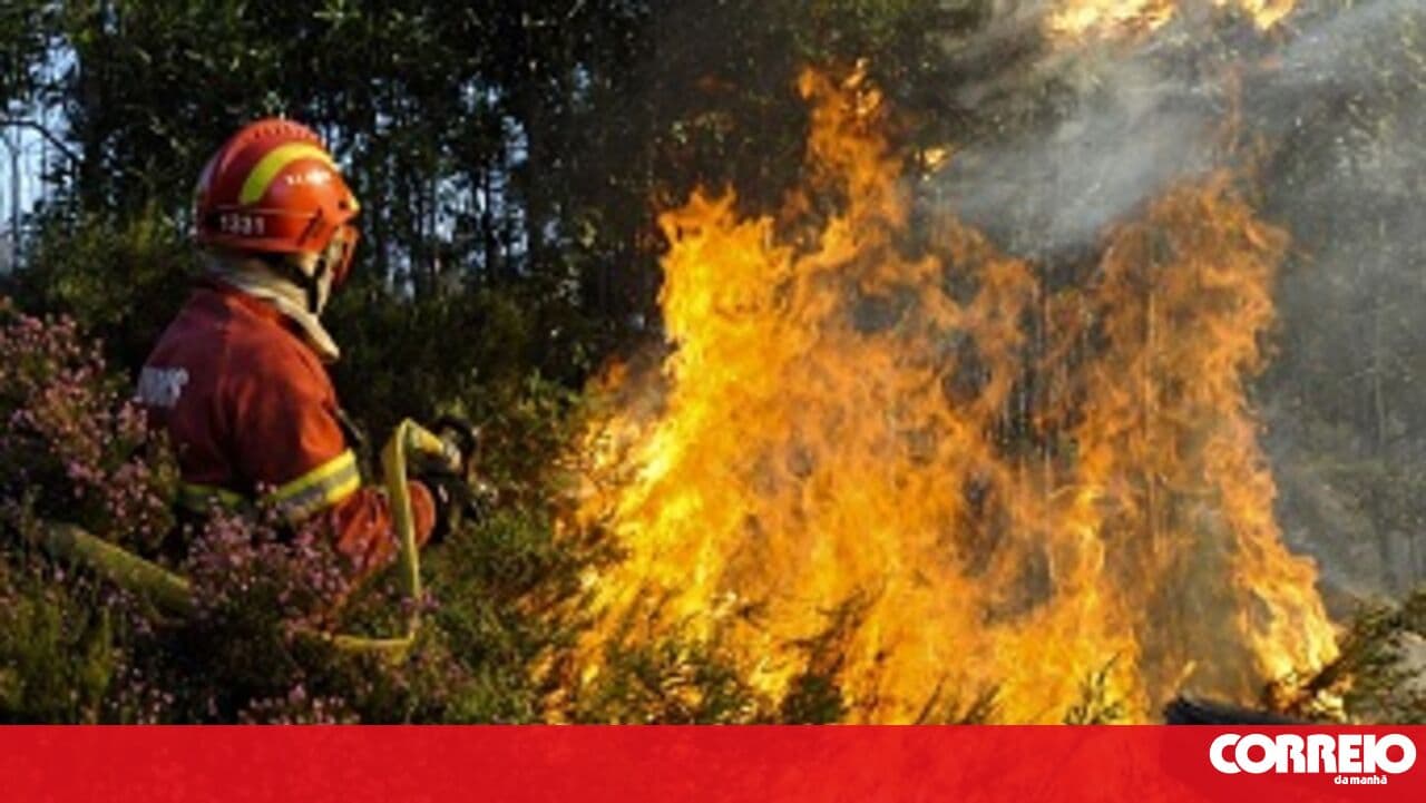 Médio Tejo anticipates a 'problematic' summer with wildfires following storms and forest fuel accumulation