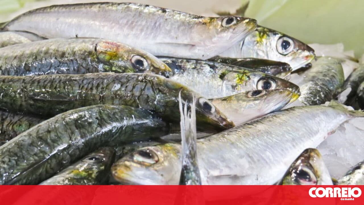 Minister of Agriculture and Fisheries has excellent prospects for the sardine season