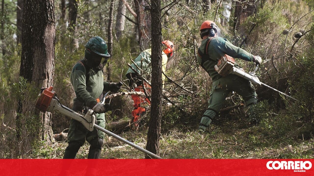 Movement criticises lack of forest cleaning and accuses politicians of abandonment after 'train of storms'