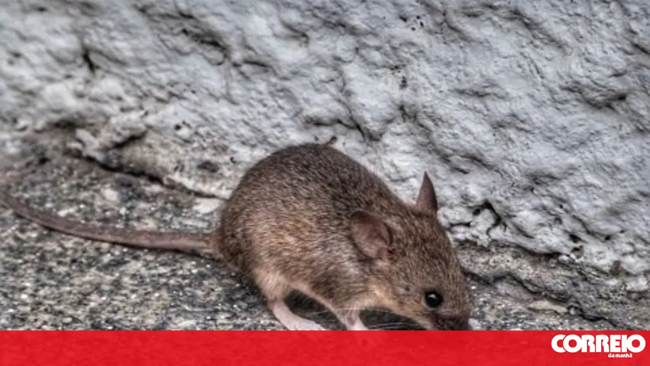 Two Family Health Units in Ílhavo reopen after rodent control
