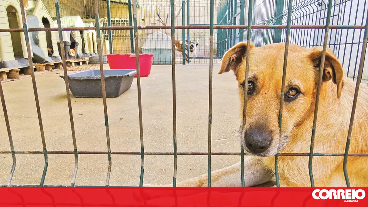 74,000 animals sterilised