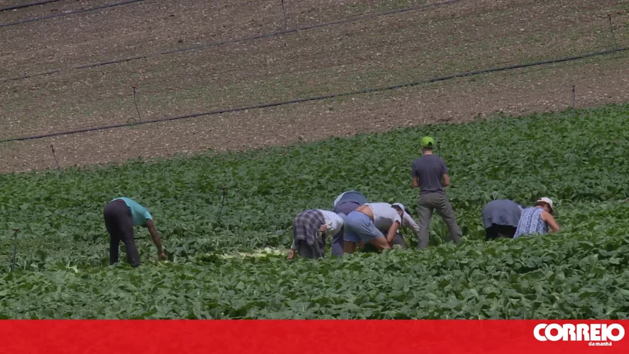 Two enslaved people generate more than half a million in 15 years for Coimbra family