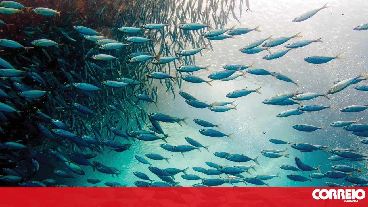 PS calls for urgent debate on agriculture and fisheries issues in the Azores