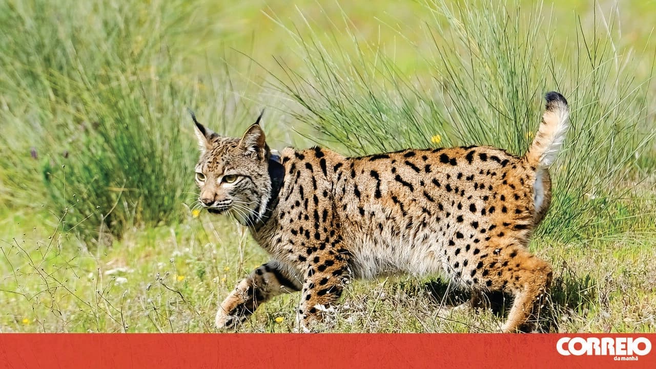 FAPAS association fears risks to the Iberian lynx with management change