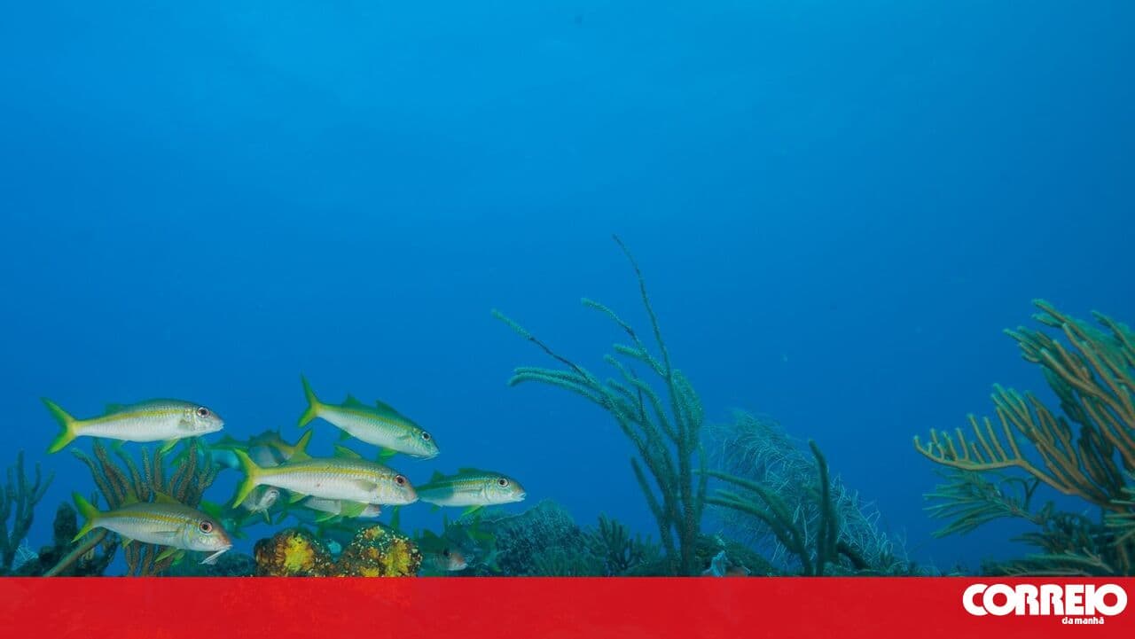 CPLP approves cooperation plan for the oceans for the 2026-2030 period