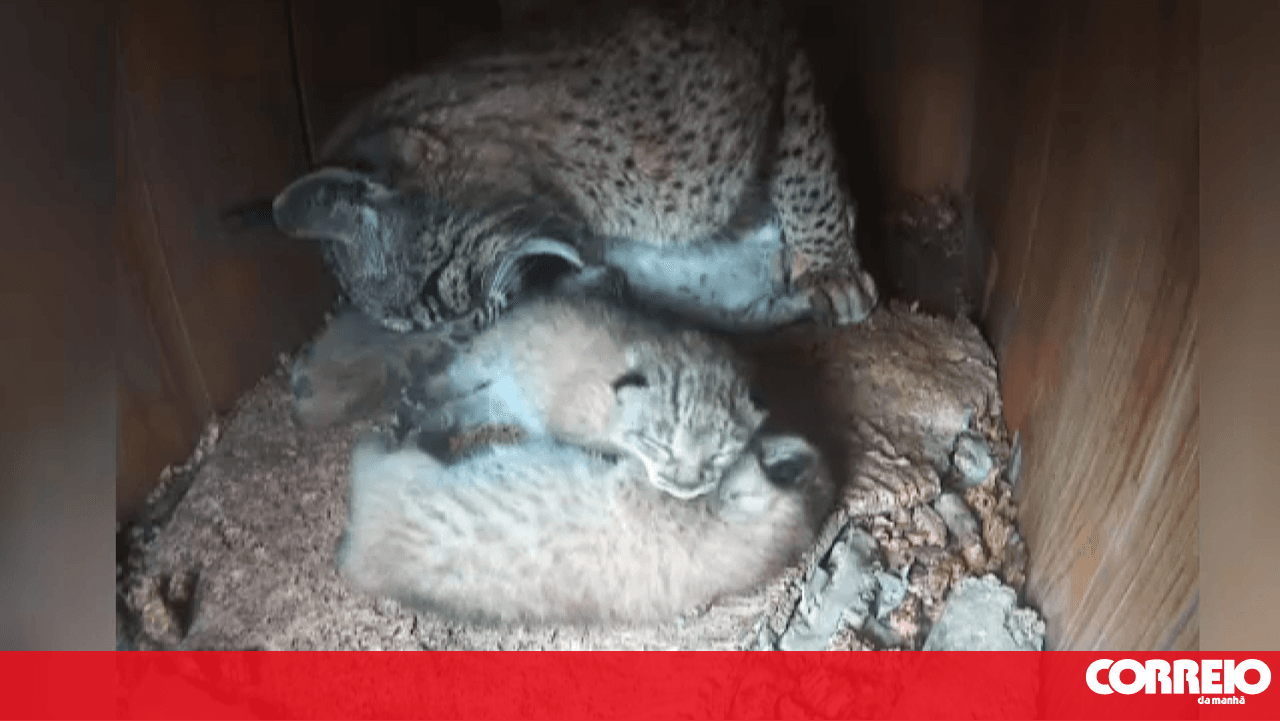 Veterinarians and keepers who helped deliver over 120 lynx in the Algarve to be dismissed by the ICNF