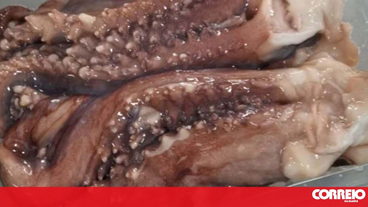 Octopus fishing closed season suspended in the Algarve due to losses caused by bad weather