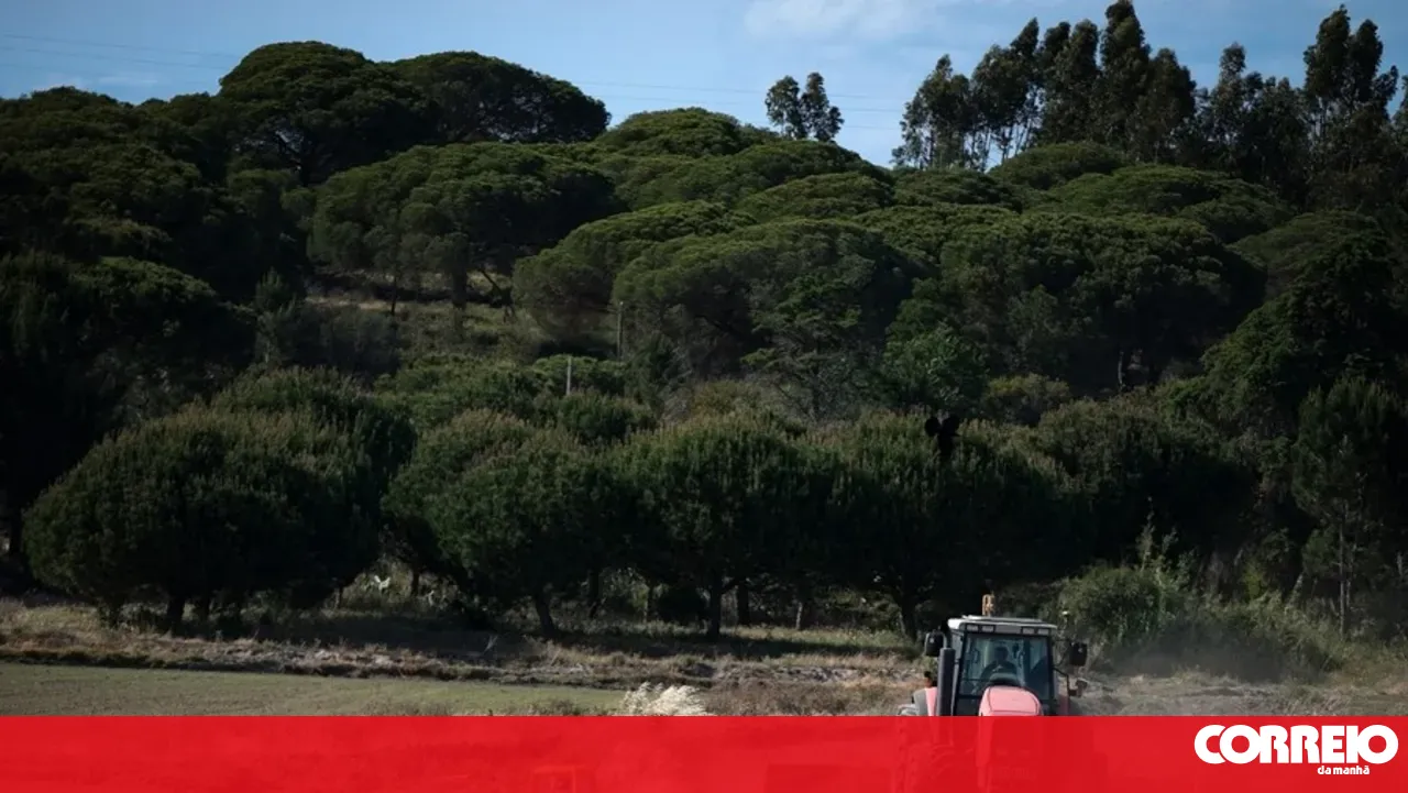 Bad smells and flies affect Aljustrel and Castro Verde due to agricultural sludge