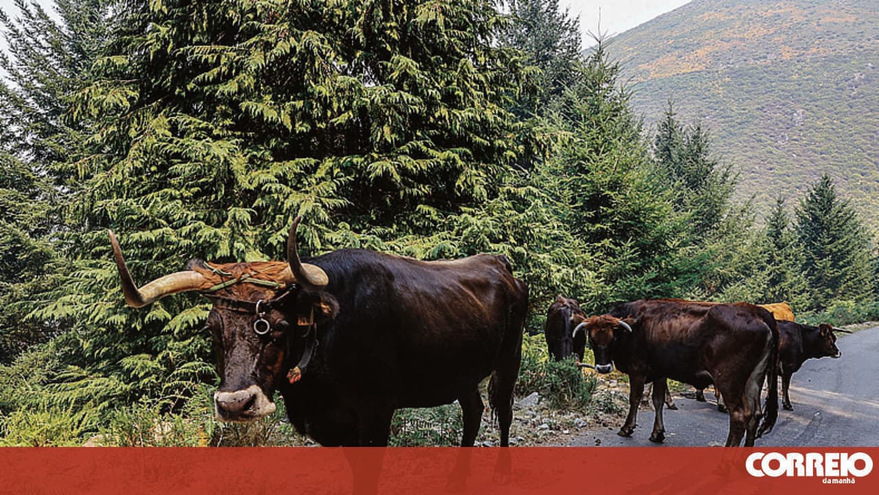 Brigade of Maronesa cows performs fire prevention in Vila Pouca de Aguiar