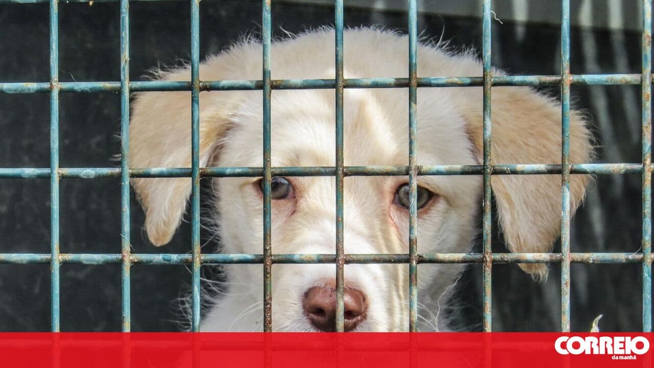 GNR records 312 cases of animal abuse and 159 abandonments in six months
