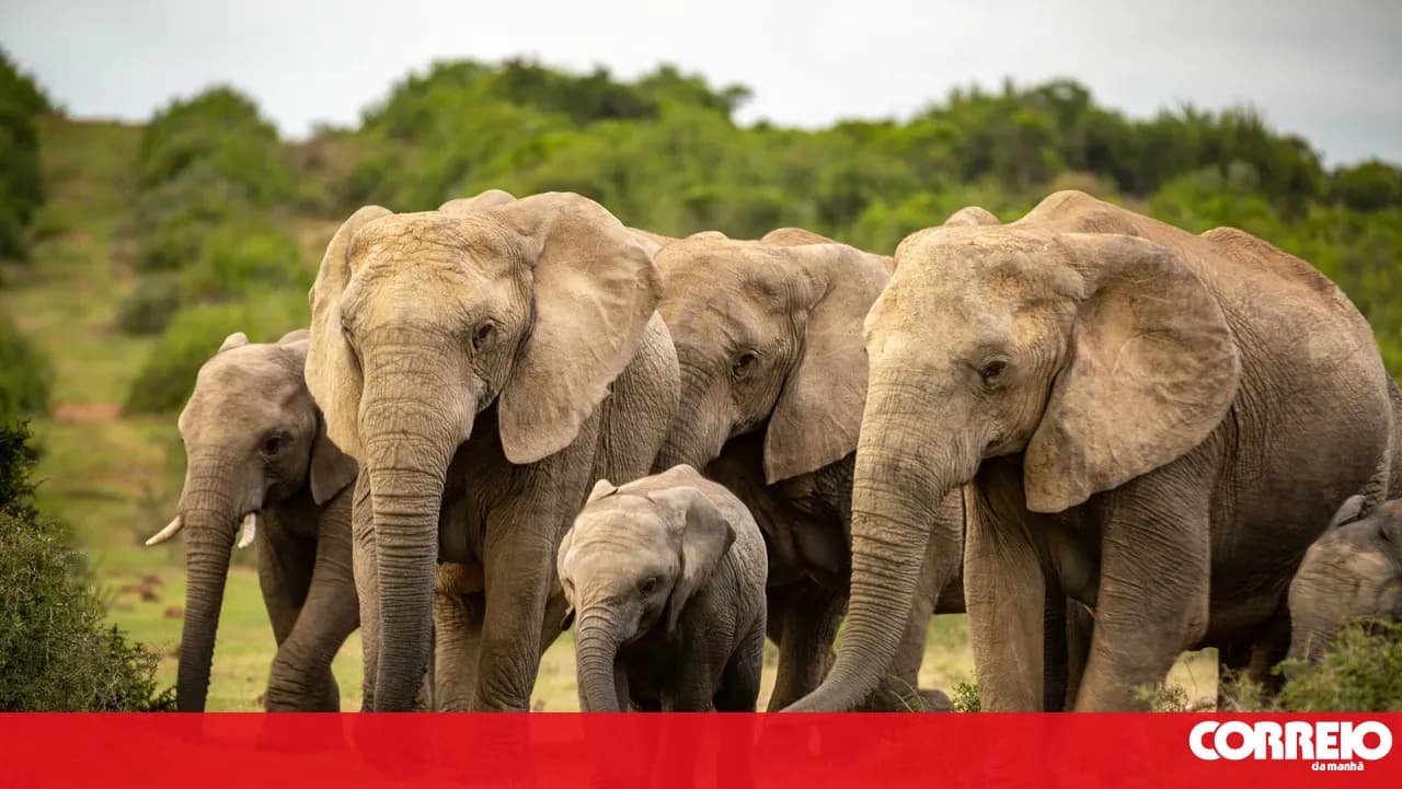 Alentejo becomes a refuge for rescued elephants with the opening of the first large sanctuary in Europe