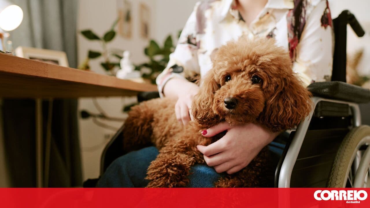 In Portugal there are assistance dogs, but there are no 'emotional support' dogs. These are the differences!