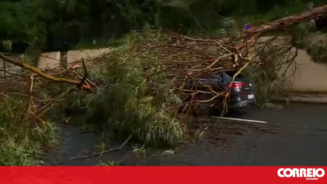 Lisbon reports 56 incidents, mostly fallen trees caused by bad weather