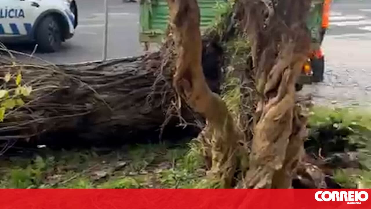 Fallen tree causes damage to cars in Alvalade