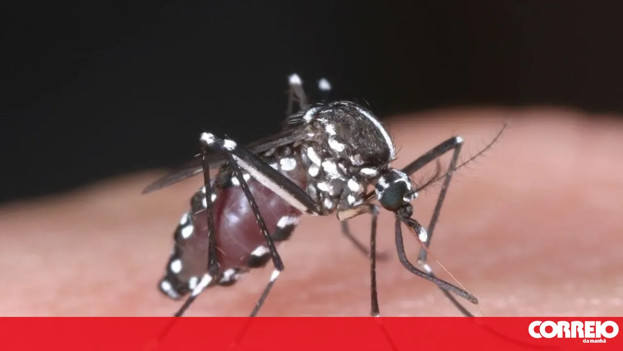 Tiger mosquito detected in Braga and Amares but no cases of disease transmission