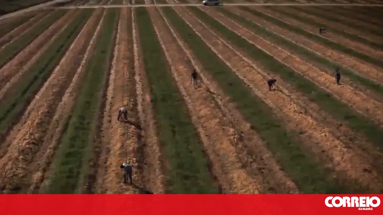The bosses have changed, but the scheme remains: immigrants continue to be exploited in Beja