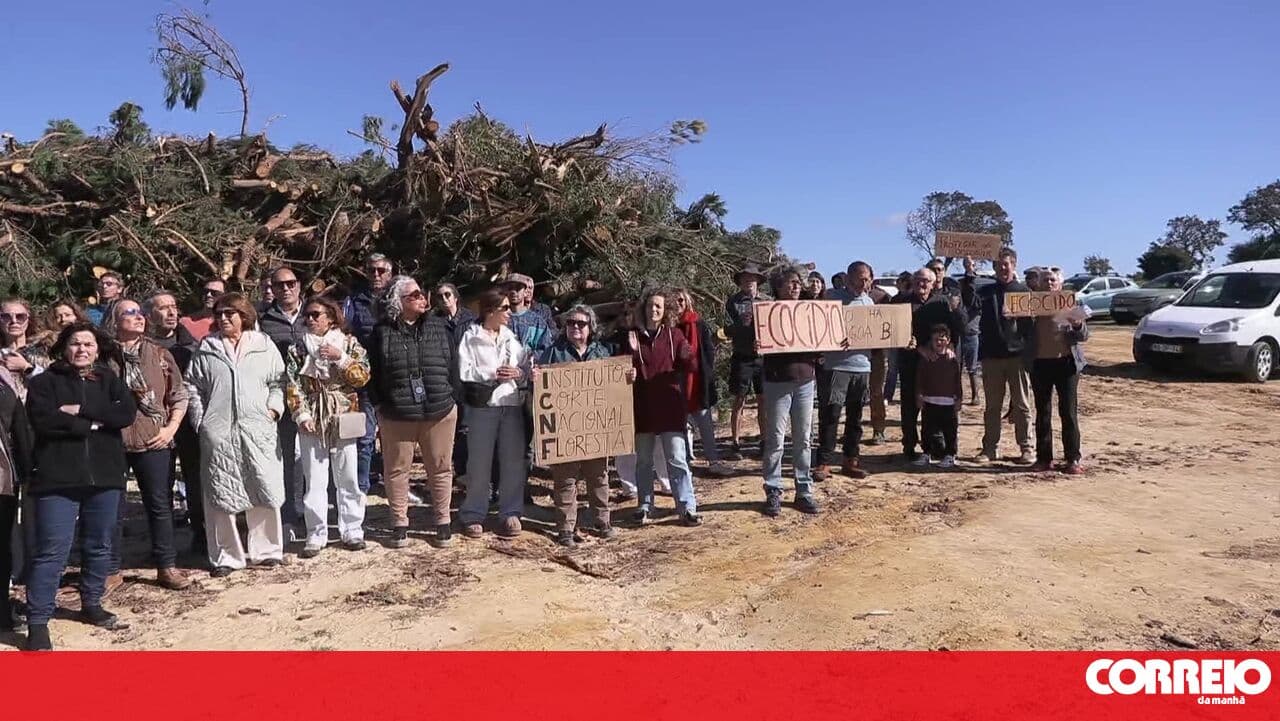 Tree felling sparks outrage in Sesimbra