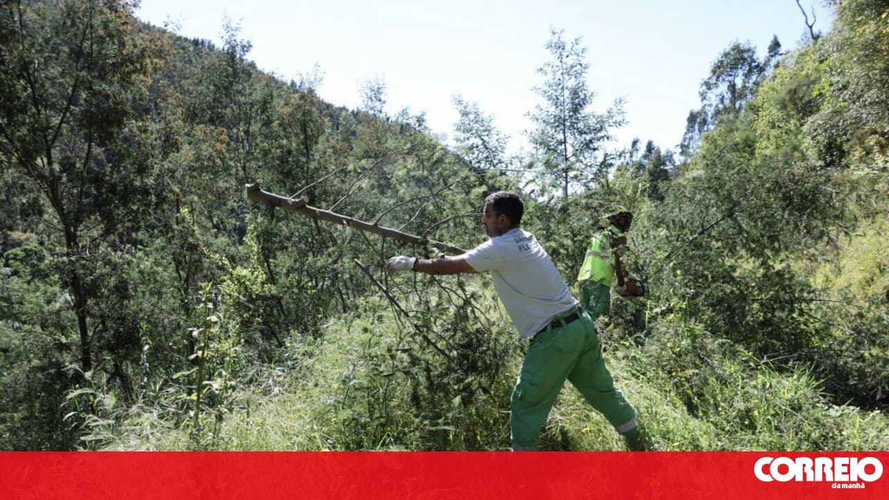 Over 17,000 kilometres of forest paths cleared in the Centre and Lisbon and Tagus Valley regions