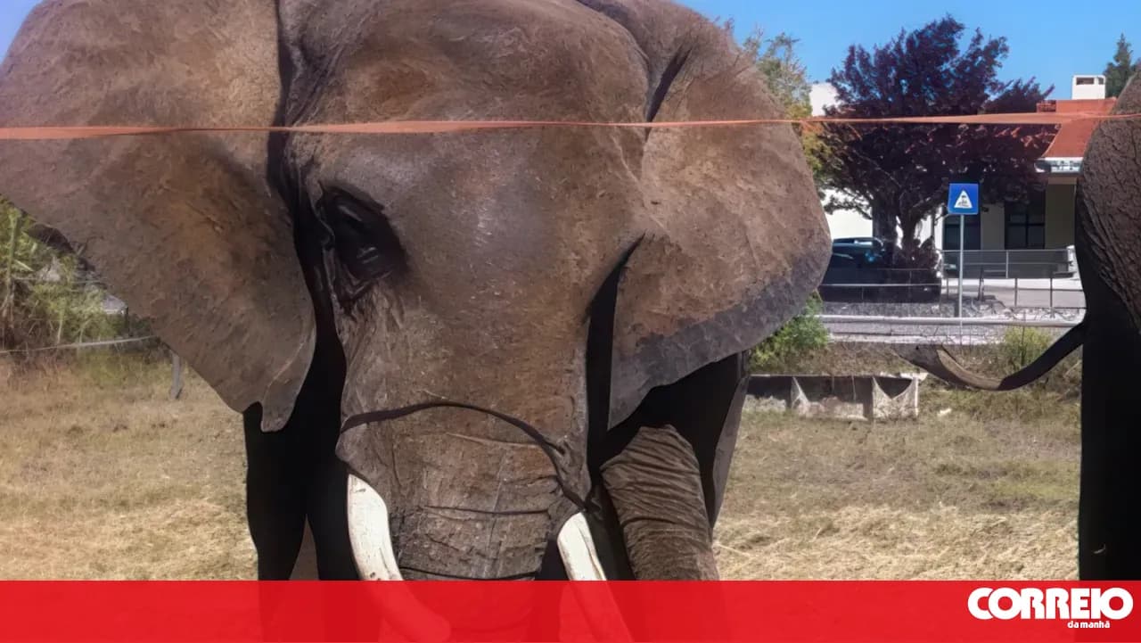 Last circus elephant in Portugal now lives in an Alentejo sanctuary