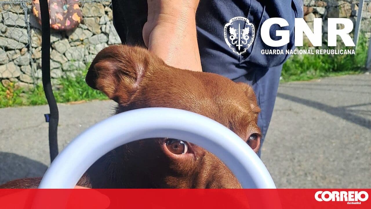GNR rescues four dogs from a house in Matosinhos