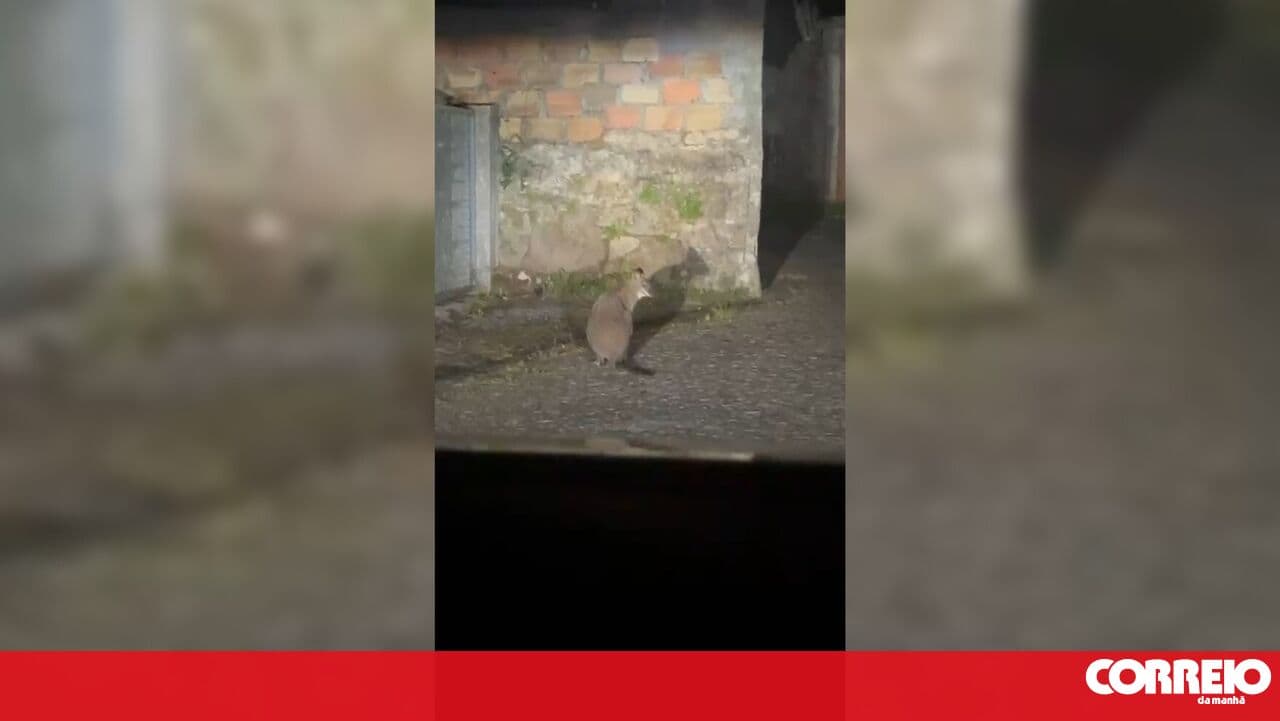 Kangaroo on the loose in Viana do Castelo for a week