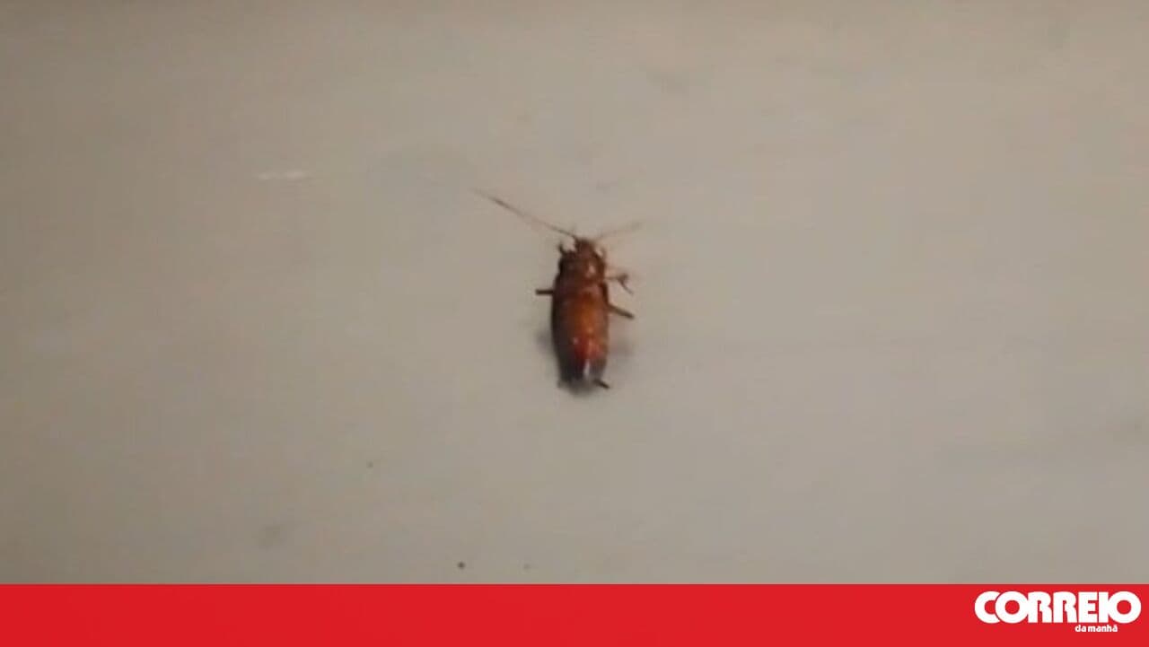 Macedo de Cavaleiros hospital morgue infested with cockroaches and lacking cleanliness