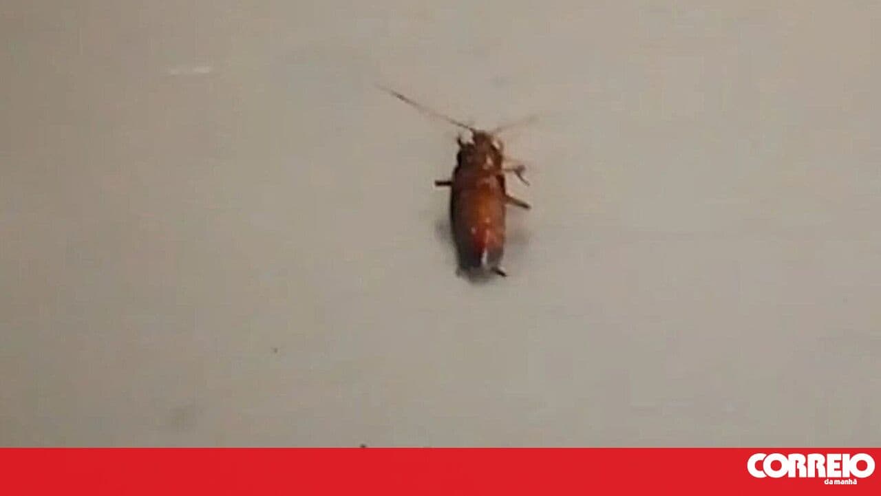 Macedo de Cavaleiros hospital morgue infested with cockroaches and lacking cleanliness