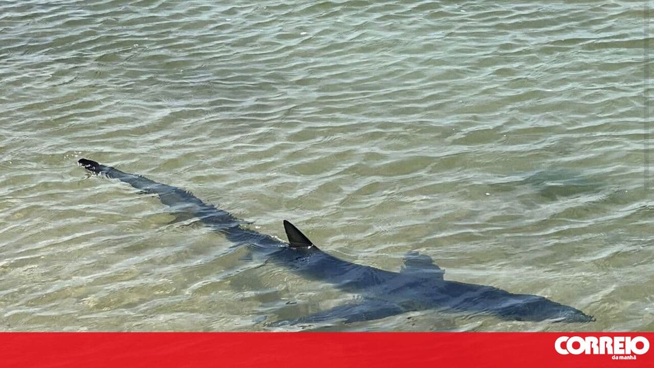 Blue shark spotted by members of the public on Armona Island in Olhão