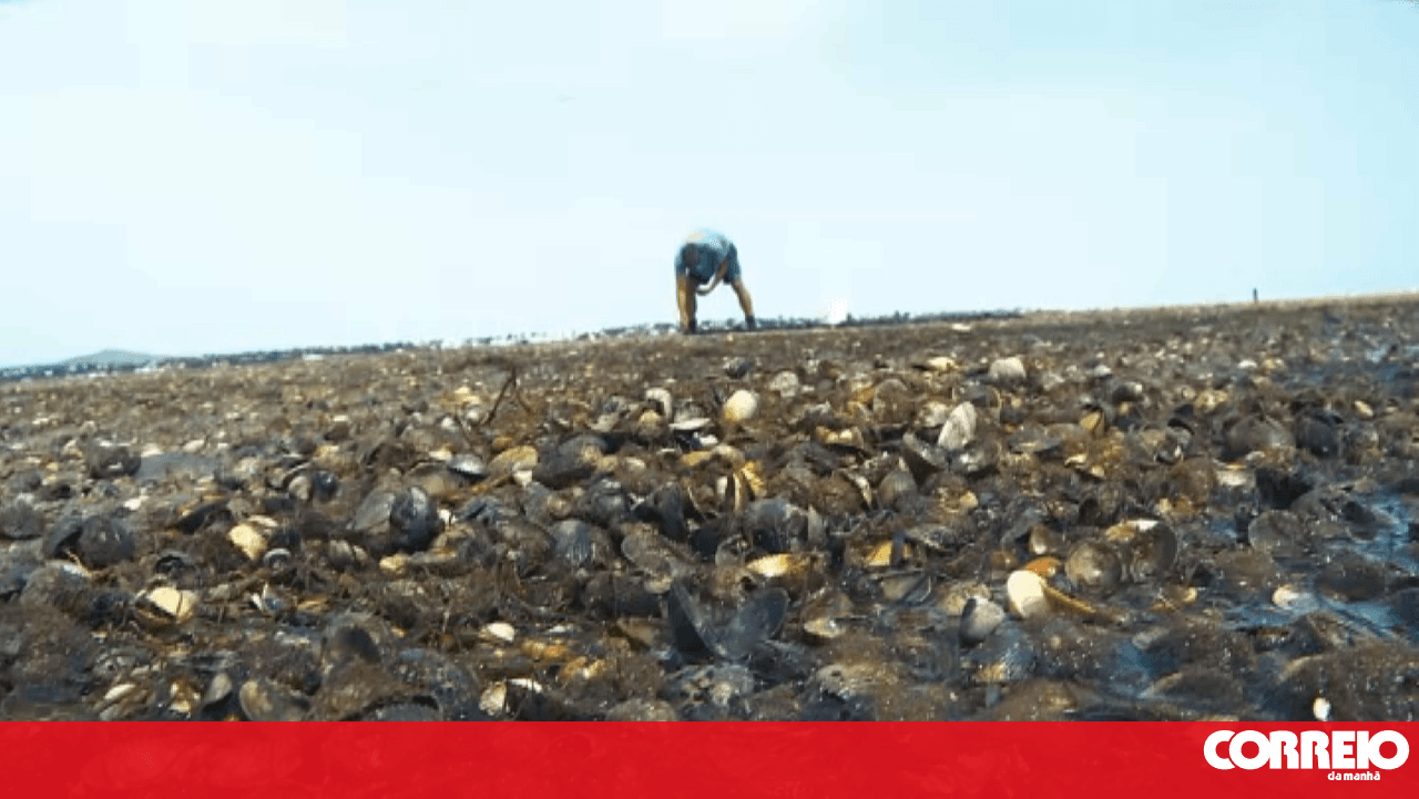 Illegal clam harvesting in the Tagus persists despite decrease in activity