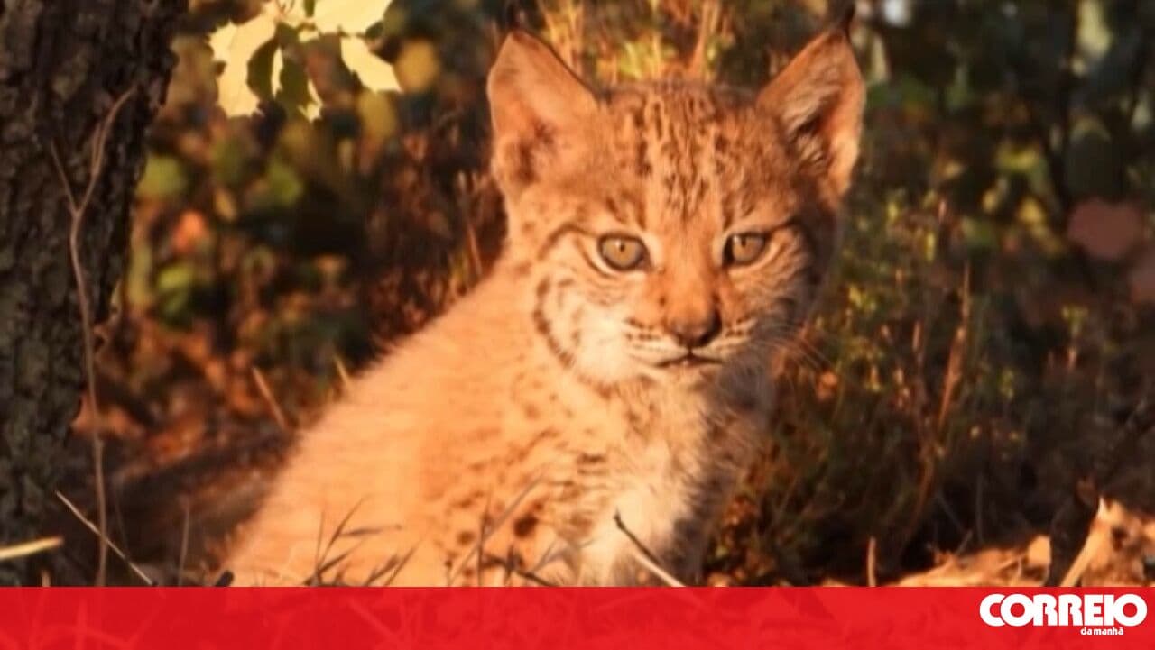 ICNF reverses decision to take direct management of the National Iberian Lynx Breeding Centre