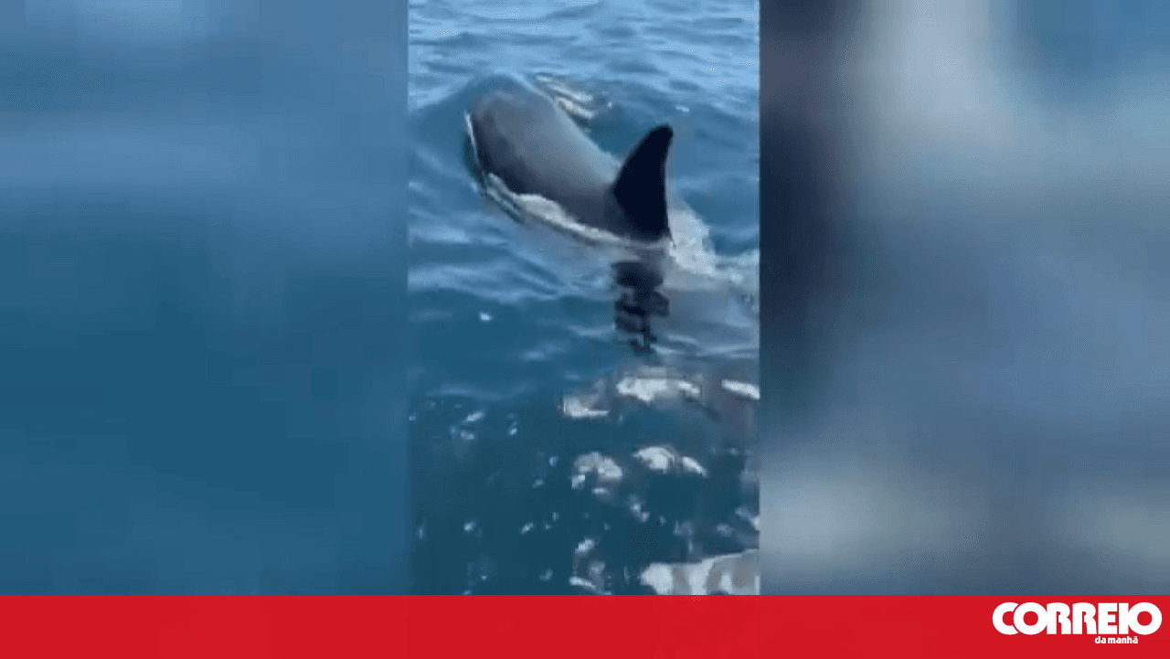 Orcas 'caught' swimming near boat in Sesimbra
