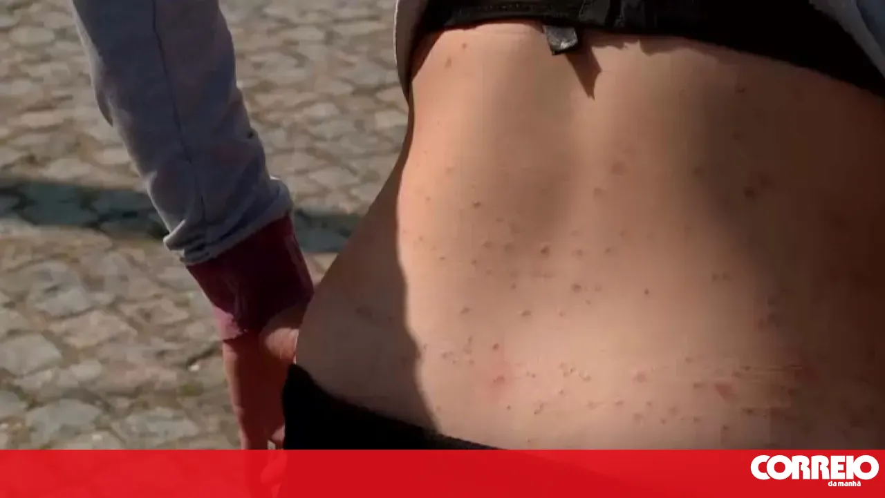 Public Prosecutor's Office authorises pest control at elderly woman's home after flea infestation identified in Águas Santas