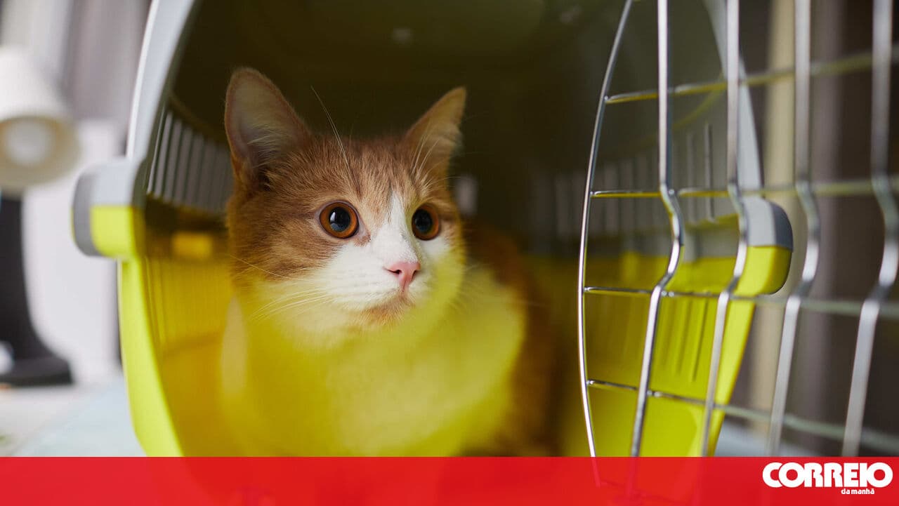 Do you live in a high wildfire risk area? Learn how to safely protect and evacuate your pets