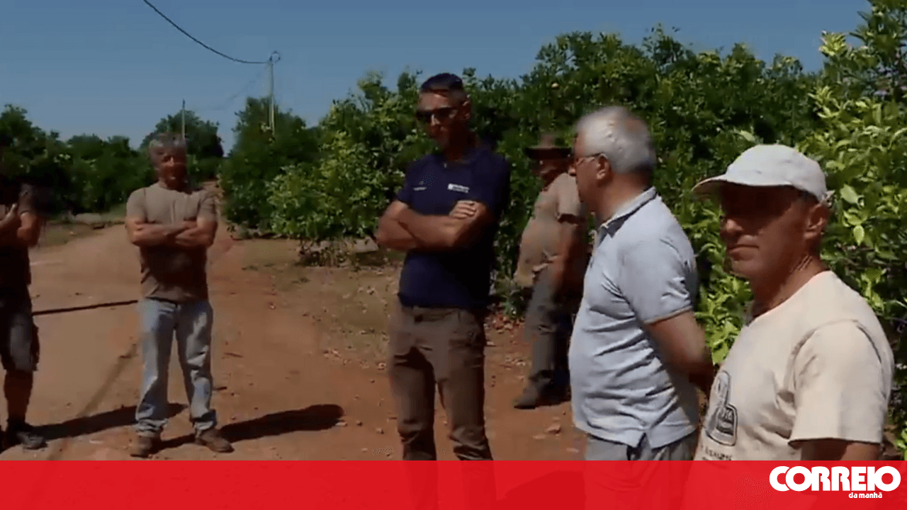 Organised groups and drones monitor land in Silves to prevent orange theft