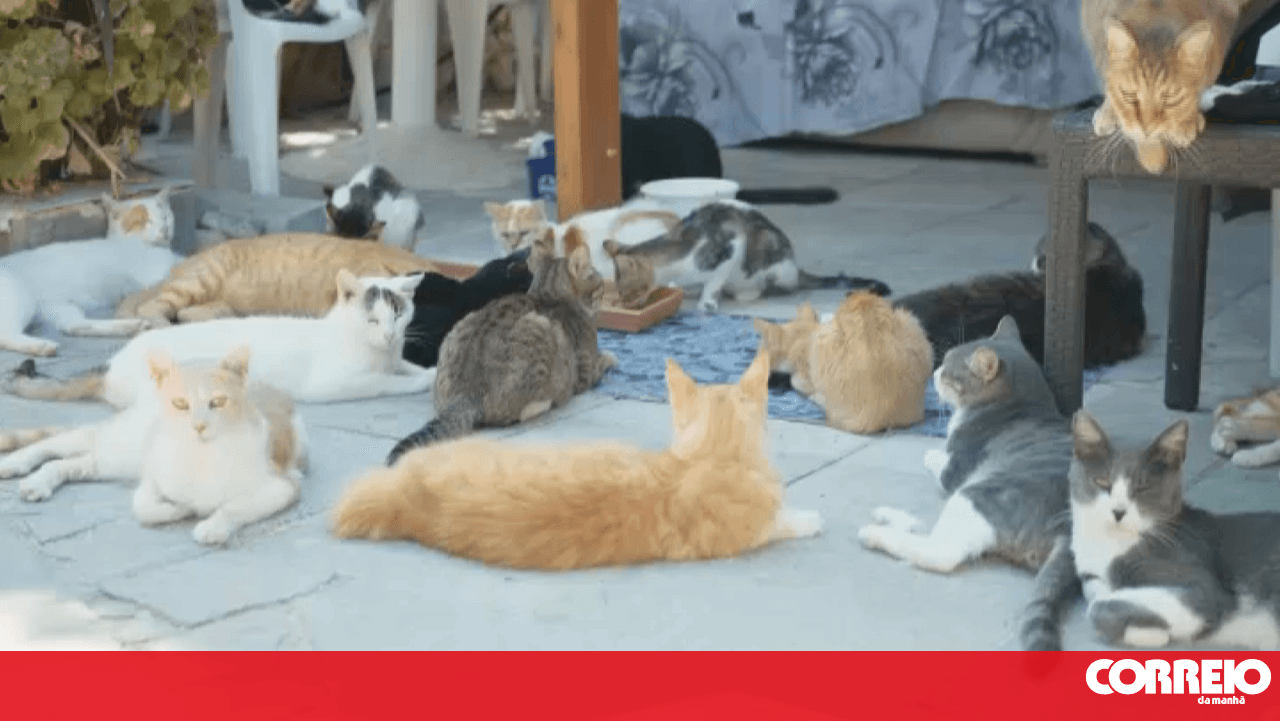 Mystery of missing cats returns to colonies in Barreiro: caregivers trade accusations and threats