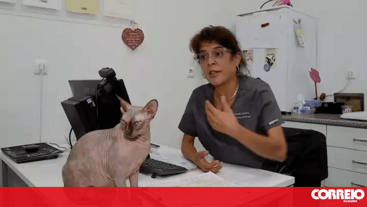Expert explains to CMTV how a cat colony should operate following new controversy in Barreiro