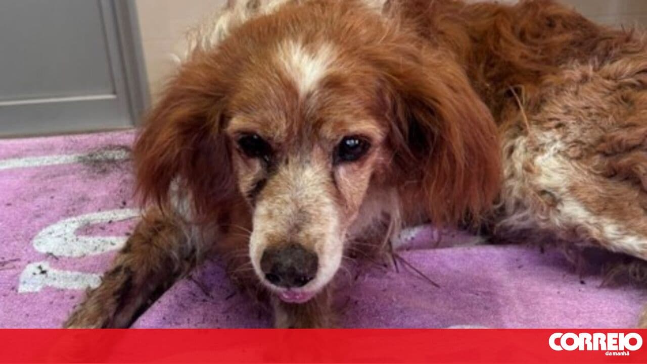 GNR rescues dog buried alive in Mafra