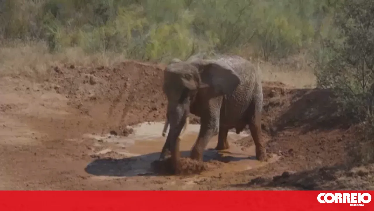 “She is very happy”: Julie the elephant is the first resident of the sanctuary in Alentejo after 30 years in the circus