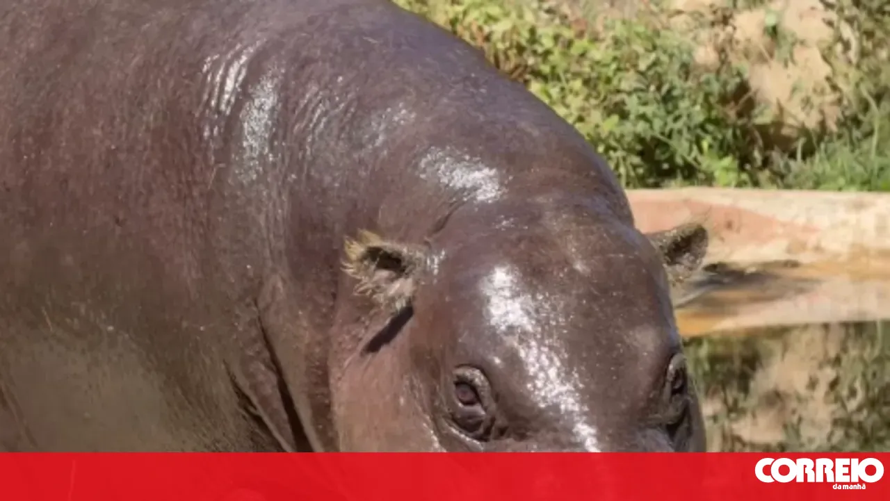 Pygmy hippopotamus at risk of extinction born at Zoo Santo Inácio in Gaia